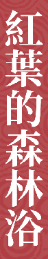 紅葉的森林浴