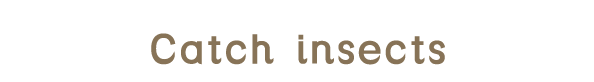 Catch insects