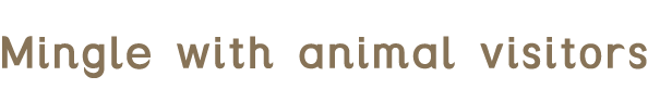 Mingle with animal visitors
