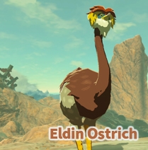 Eldin Ostrich