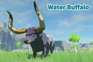 Water Buffalo