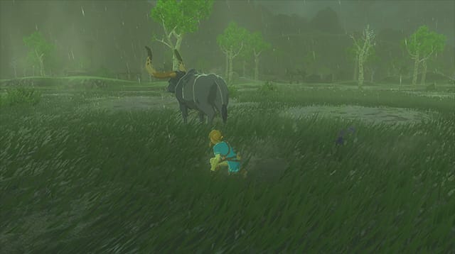 Rainy days are for animal watching